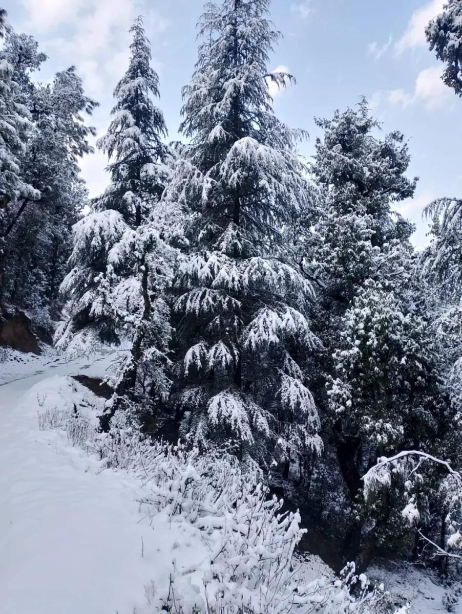 Shimla